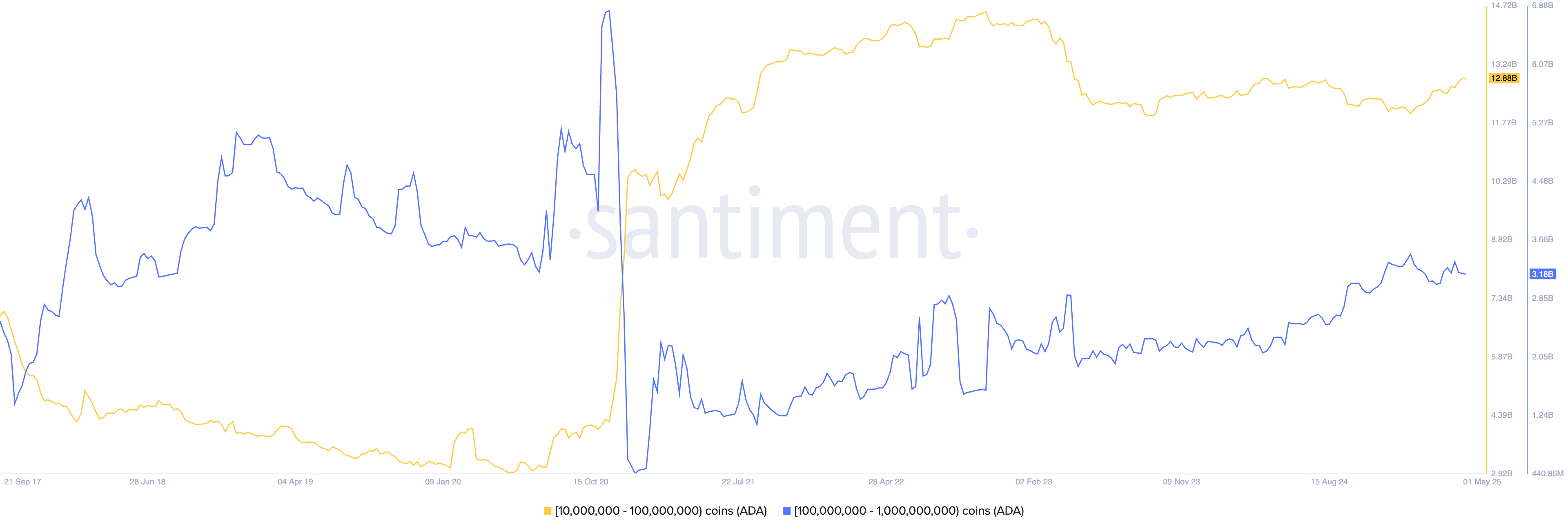 Cardano whale action
